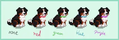 Bernese Mountain dog - CP and AT