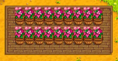 Valentine Pinks